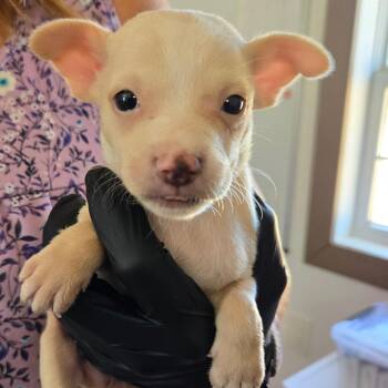 Butter -  Mixed Breed Dog for Adoption in Redwood Valley, California - Butter | PetCurious