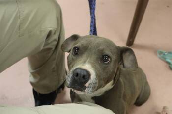 Mixed Breed Dogs Available for Adoption in Columbia, South Carolina - SAMMI | PetCurious