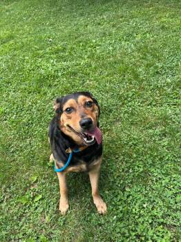 Tina (Athena) -  German Shepherd Dog and Rottweiler Dog for Adoption in Front Royal, Virginia - Tina (Athena) | PetCurious