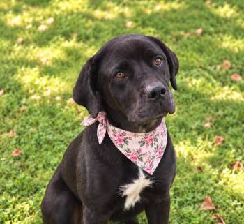 Velma -  Cane Corso Dog for Adoption in Union Grove, Wisconsin - Velma | PetCurious
