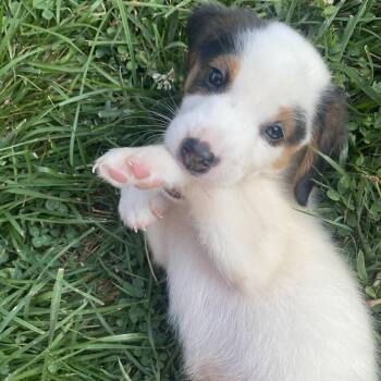 Chief (Tin Can) -  Hound and Mixed Breed Dog for Adoption in Fairfax Station, Virginia - Chief (Tin Can) | PetCurious