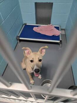 Rescue Pit Bull Terrier Dogs for Adoption in Portsmouth, Virginia - Oogie Boogie Bash | PetCurious