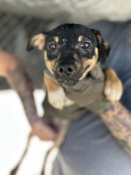 Chihuahua Dogs Available for Adoption in Manchester, Tennessee - Billy  | PetCurious