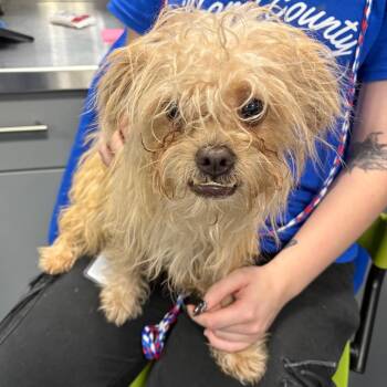 Mixed Breed Dogs Available for Adoption in Greensboro, North Carolina - WALLY | PetCurious
