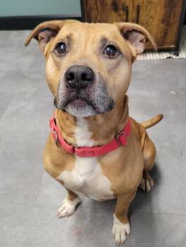 Pit Bull Terrier Dogs Available for Adoption - Red | PetCurious