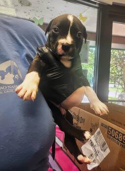 Ethan -  Mixed Breed Dog for Adoption in Nashville, Tennessee - Ethan | PetCurious