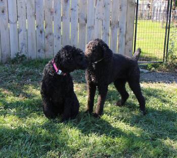 Dolly -  Standard Poodle Dog for Adoption in Plain City, Ohio - Dolly | PetCurious