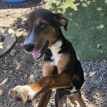 Fergie Funny -  Yellow Labrador Retriever and Black And Tan Coonhound Dog for Adoption in Andover, Massachusetts - Fergie Funny | PetCurious