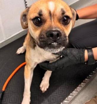 Happy -  Pug and Rat Terrier Dog for Adoption in Thompson Falls, Montana - Happy | PetCurious