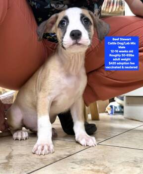 Beef Stewart -  Cattle Dog and Labrador Retriever Dog for Adoption in Oviedo, Florida - Beef Stewart | PetCurious