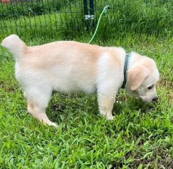 Grizzy -  Hound and Labrador Retriever Dog for Adoption in Malvern, Pennsylvania - Grizzy | PetCurious