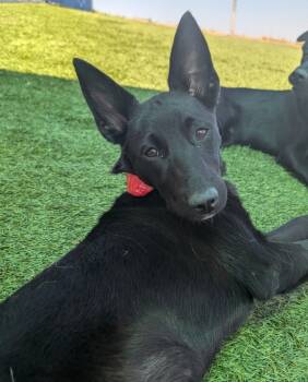 Rescue Australian Cattle Dog Blue Heeler Dogs for Adoption in Fort Lupton, Colorado - Cinnaburns | PetCurious