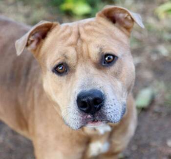 Rescue Pit Bull Terrier and Mixed Breed Dogs for Adoption in Kansas City, Kansas - Academy (AO34793) | PetCurious