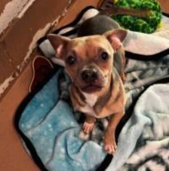 Portia -  Mixed Breed Dog for Adoption in West Chester, Pennsylvania - Portia | PetCurious