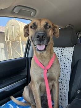 Everglade -  Hound and Mixed Breed Dog for Adoption in Fresno, California - Everglade | PetCurious