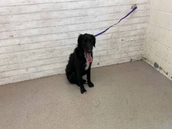 Rescue Labrador Retriever and Mixed Breed Dogs for Adoption in San Bernardino, California - JOHN | PetCurious