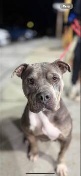 Rescue Pit Bull Terrier Dogs for Adoption in Warren, Ohio - Gallie | PetCurious