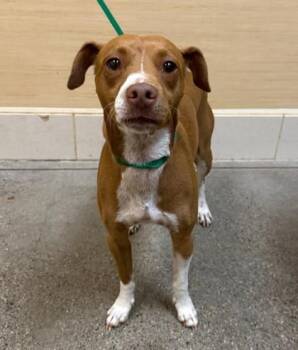 Kona -  Mixed Breed Dog for Adoption in Honolulu, Hawaii - Kona | PetCurious