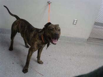 BOWZER -  Pit Bull Terrier and Mixed Breed Dog for Adoption in Pasadena, Texas - BOWZER | PetCurious