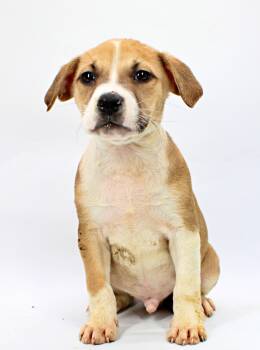 Duke -  Beagle and Boxer Dog for Adoption in Morton Grove, Illinois - Duke | PetCurious