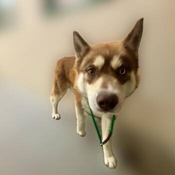 Husky Dogs Available for Adoption - Edward | PetCurious