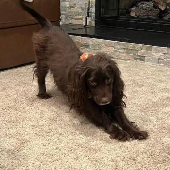 Spaniel Dogs Available for Adoption in Marion, Massachusetts - Coco | PetCurious