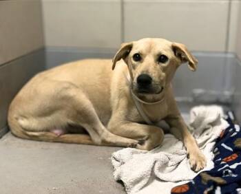A2092236 -  Labrador Retriever and Mixed Breed Dog for Adoption in Houston, Texas - A2092236 | PetCurious
