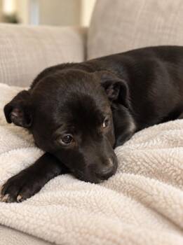 Izzie -  Black Labrador Retriever and Pit Bull Terrier Dog for Adoption in Piedmont, Oklahoma - Izzie | PetCurious