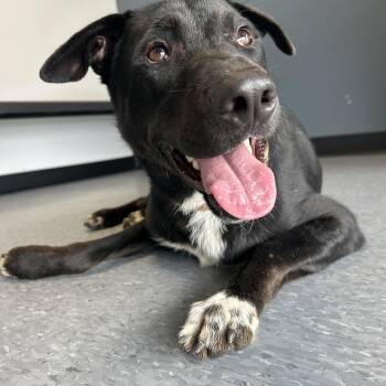 Rescue Black Labrador Retriever and Pit Bull Terrier Dogs for Adoption in Pearland, Texas - Leo | PetCurious