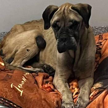 Mastiff Dogs Available for Adoption in Wichita, Kansas - Mildred | PetCurious