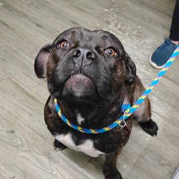 Scarlott -  Bullmastiff Dog for Adoption in Summerville, South Carolina - Scarlott | PetCurious