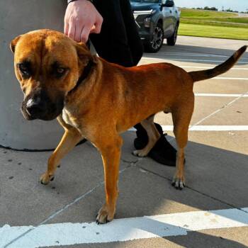Scrappy -  Mixed Breed and Mastiff Dog for Adoption in Durant, Oklahoma - Scrappy | PetCurious