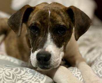 Boxer Dogs Available for Adoption in Andover, Massachusetts - Callum | PetCurious