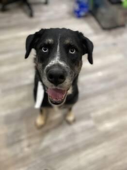 Wendy -  Husky Dog for Adoption in Durango, Colorado - Wendy | PetCurious