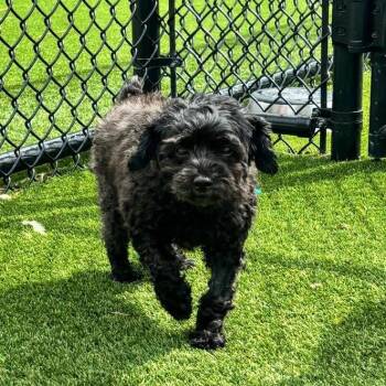 Bloom 4437 -  Poodle Dog for Adoption in Loxahatchee Groves, Florida - Bloom 4437 | PetCurious