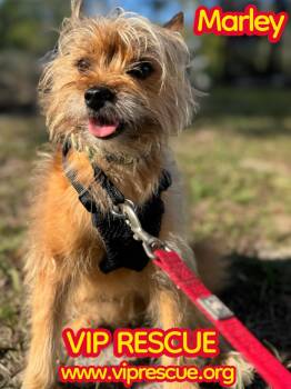 Yorkshire Terrier and Pomeranian Dogs Available for Adoption in Redington Beach, Florida - Marley / Holiday | PetCurious