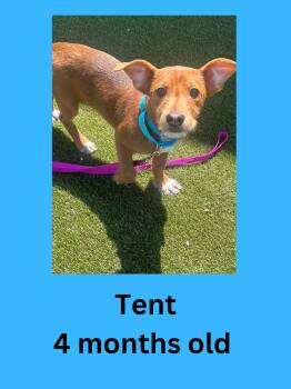 Tent -  Terrier Dog for Adoption in Ravenna, Ohio - Tent | PetCurious