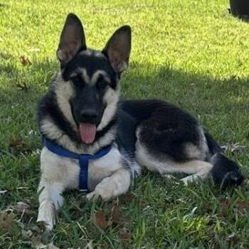 German Shepherd Dog and Husky Dogs Available for Adoption - Boomer AW | PetCurious