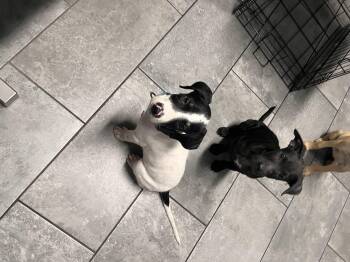 Charlie -  Terrier Dog for Adoption in Mico, Texas - Charlie | PetCurious