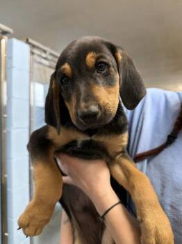 Olaf -  Hound and Australian Shepherd Dog for Adoption in Sedalia, Colorado - Olaf | PetCurious