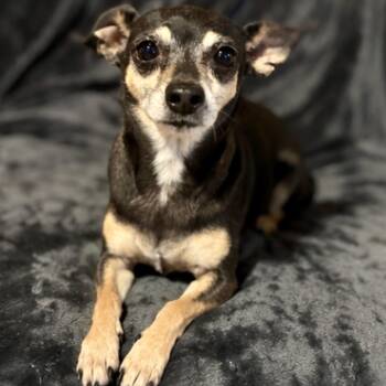 Candy -  Chihuahua Dog for Adoption in Pelham, New Hampshire - Candy | PetCurious