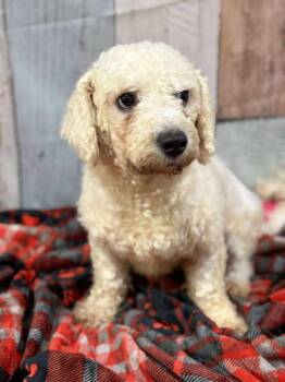 Rescue Bichon Frise Dogs for Adoption in Wheelersburg, Ohio - Travis | PetCurious