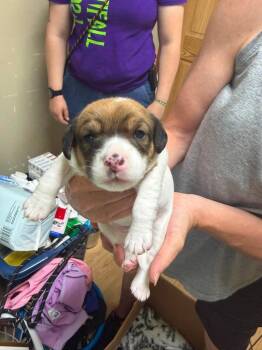Nugget -  Jack Russell Terrier and Bichon Frise Dog for Adoption in Pine Grove, Pennsylvania - Nugget | PetCurious