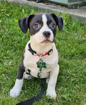 Boston Terrier Dogs Available for Adoption in Saginaw, Michigan - Midge | PetCurious