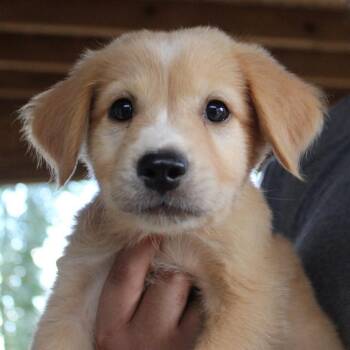 Coe -  Mixed Breed Dog for Adoption in Valley, Alabama - Coe | PetCurious