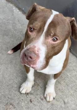 Pit Bull Terrier Dogs Available for Adoption - Bluebeard | PetCurious