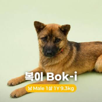 Bok-i HW+ -  Jindo and Mixed Breed Dog for Adoption in Northbrook, Illinois - Bok-i HW+ | PetCurious