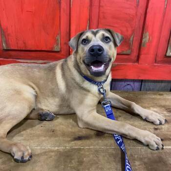 Mixed Breed Dogs Available for Adoption in Midland, Texas - FWT Blake | PetCurious