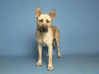 German Shepherd Dog Dogs Available for Adoption in Phoenix, Arizona - ALFIE | PetCurious