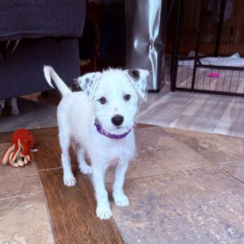 Minnie -  Terrier Dog for Adoption in Plainfield, Illinois - Minnie | PetCurious